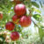 U-Pick Apples at Arbor Day Farm, Nebraska City, NE