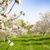 Blooming Orchard, Arbor Day Farm, Nebraska City, NE