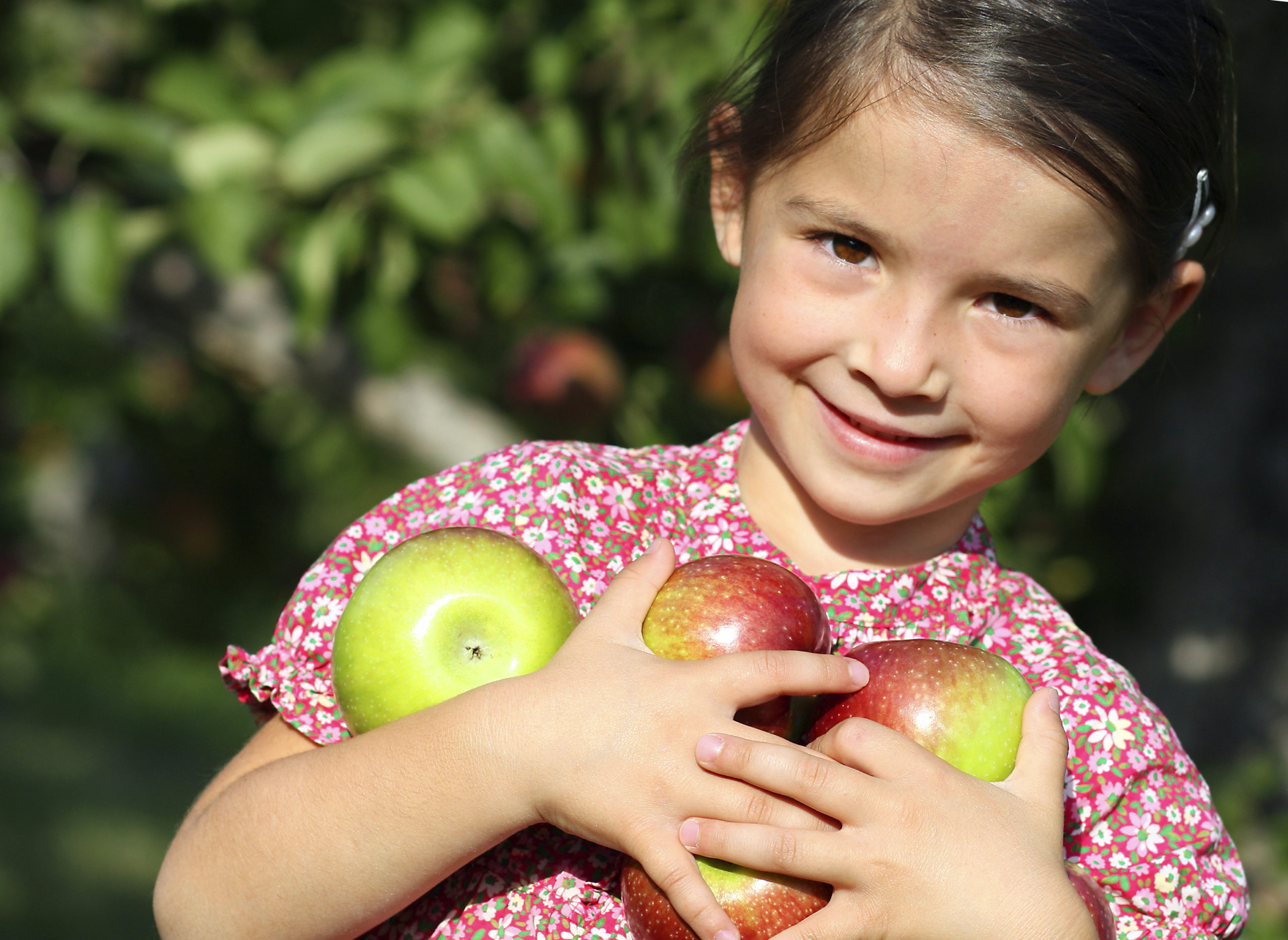 Apple Harvest at Arbor Day Farm